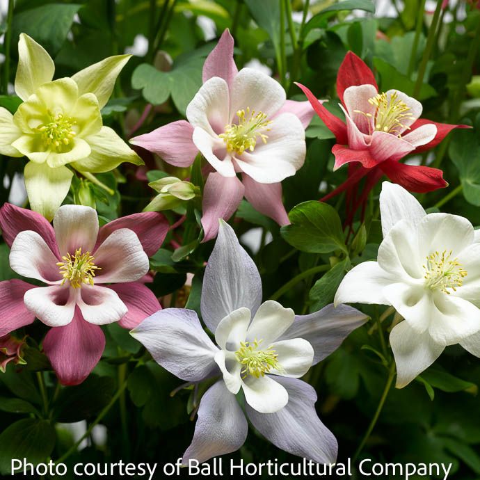 #1 Aquilegia x Origami Mix/ Columbine