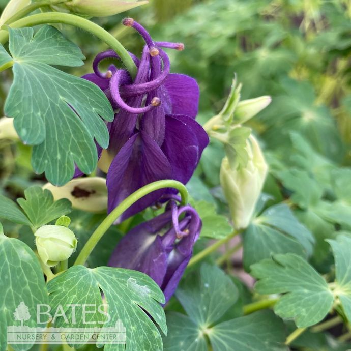 #1 Aquilegia x Origami Mix/ Columbine