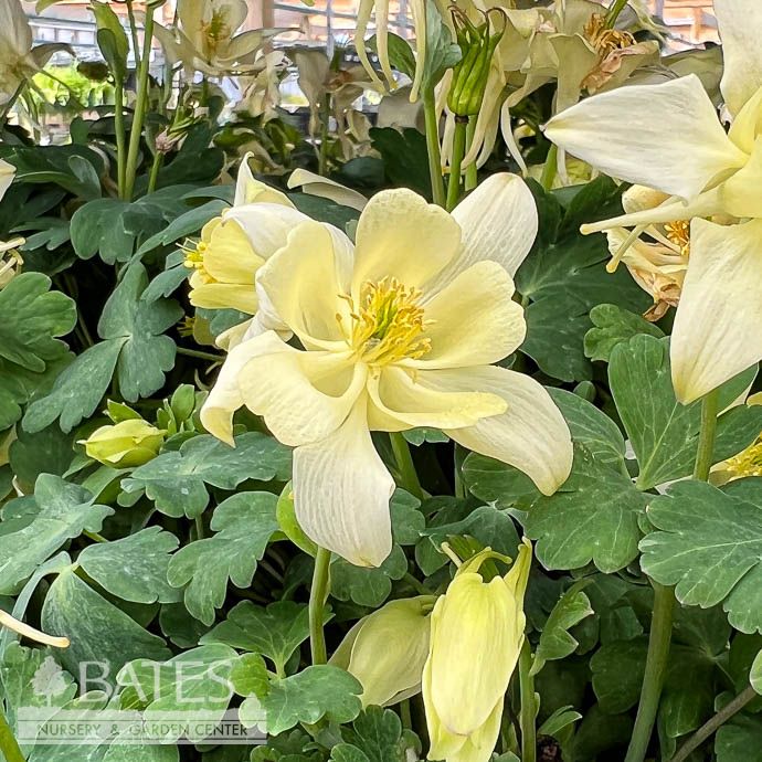 #1 Aquilegia x Earlybird Yellow/ Columbine