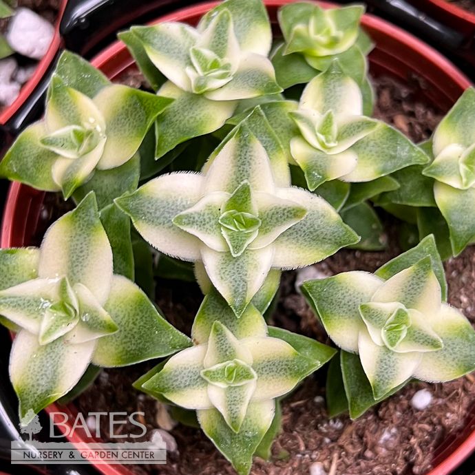 4p! Crassula Jade Perforata Variegated/ Jade Plant Succulent /Tropical