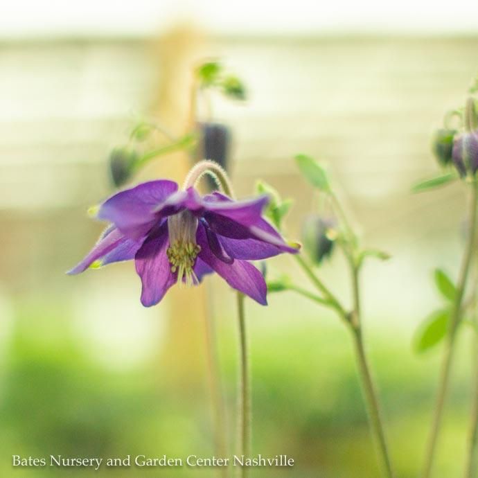 #1 Aquilegia vul Barlow Blue/ Columbine