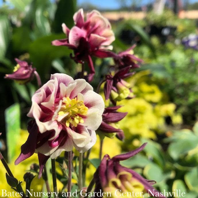 #1 Aquilegia vul Winky Double Red &amp; White/ Columbine