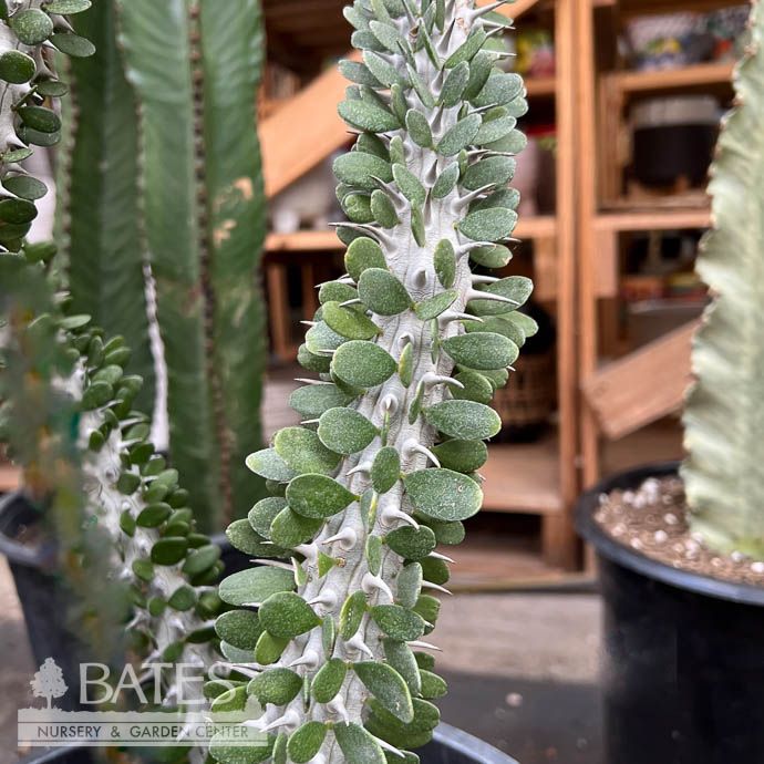 6p! Cactus Madagascar Ocotillo /Alluaudia Procera /Tropical