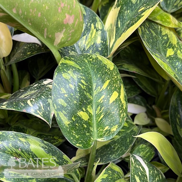 4p! Philodendron Congo Nuclear/ Tropical