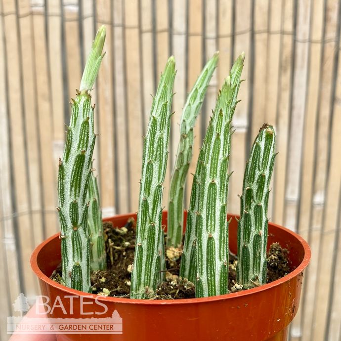 4p! Senecio stapeliiformis / Candlestick Plant/ Pickle Plant /Tropical