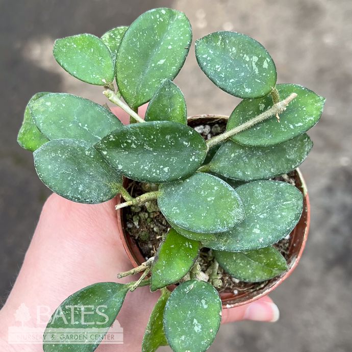 3p! Hoya Mathilde Splash /Wax Plant Asst /Tropical