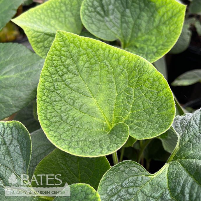 #1 Brunnera macrophylla/ Bugloss