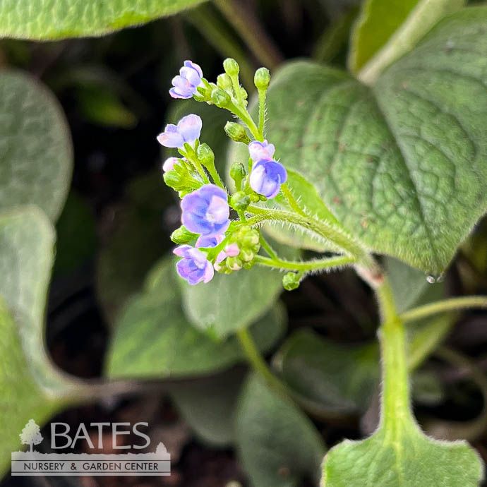 #1 Brunnera macrophylla/ Bugloss