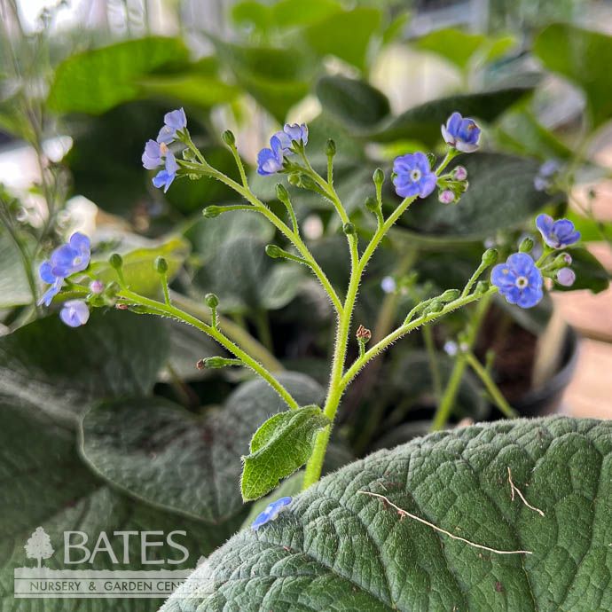 #1 Brunnera macrophylla/ Bugloss