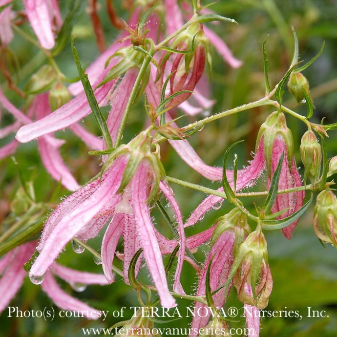 #1 Campanula x Pink Octopus/ Bellflower