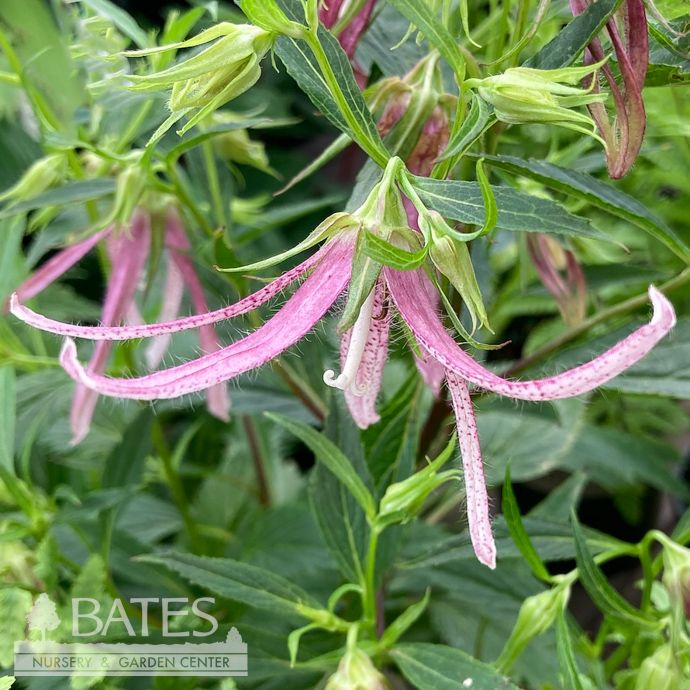 #1 Campanula x Pink Octopus/ Bellflower