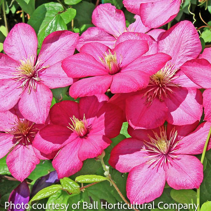 #1 Clematis x Comtesse de Bouchard/ Rose-pink