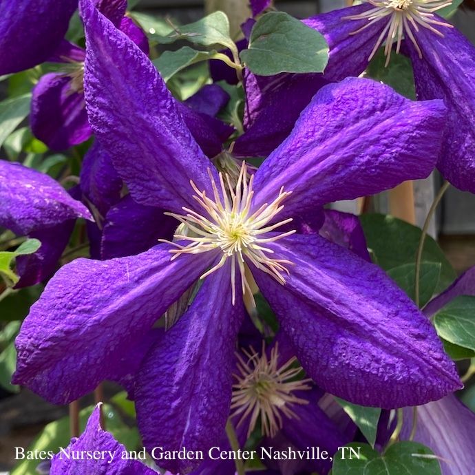#1 Clematis x Jackmanii/ Dark Purple