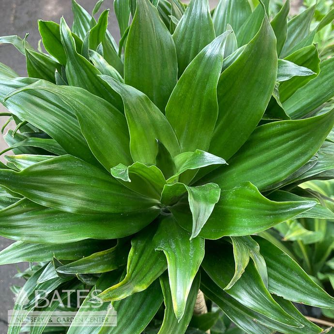 4p! Dracaena Janet Craig /Tropical