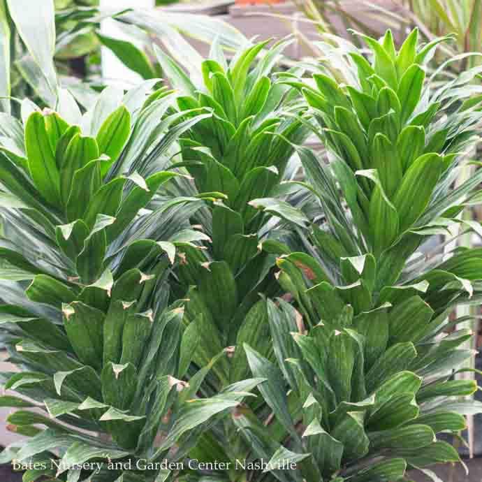 4p! Dracaena Janet Craig /Tropical