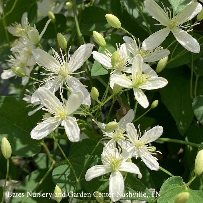 #1 Clematis paniculata/ Sweet Autumn