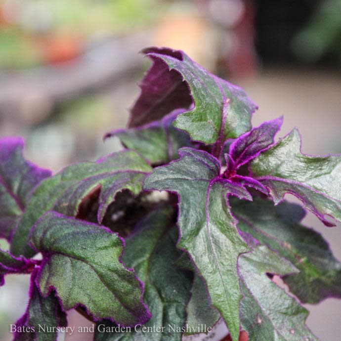 4p! Gynura / Purple Passion /Velvet Plant /Tropical