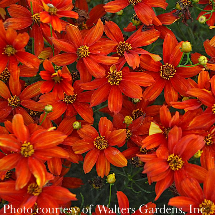#1 Coreopsis vert Sizzle &amp; Spice 'Crazy Cayenne'/ Orange Whorled Tickseed Native (TN)