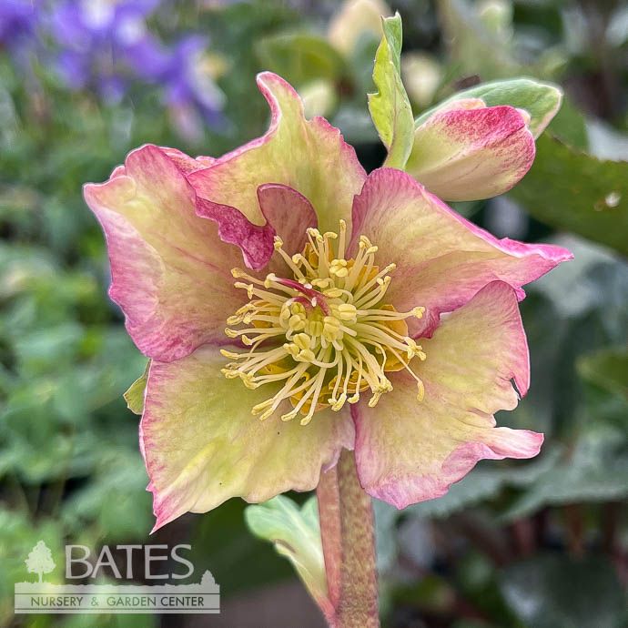 #1 Helleborus x iburg Ice N' Roses 'Carlotta'/ White, Pink Lenten Rose