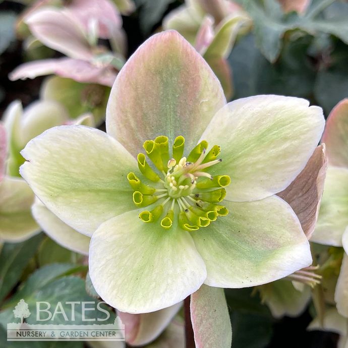 #1 Helleborus x Ivory Prince/ Lenten Rose