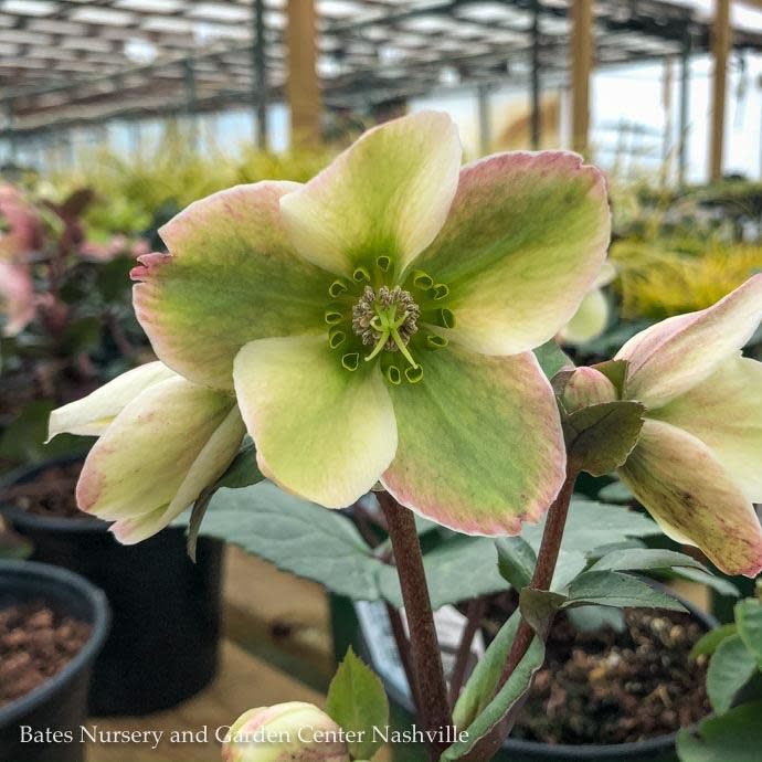 #1 Helleborus x Ivory Prince/ Lenten Rose
