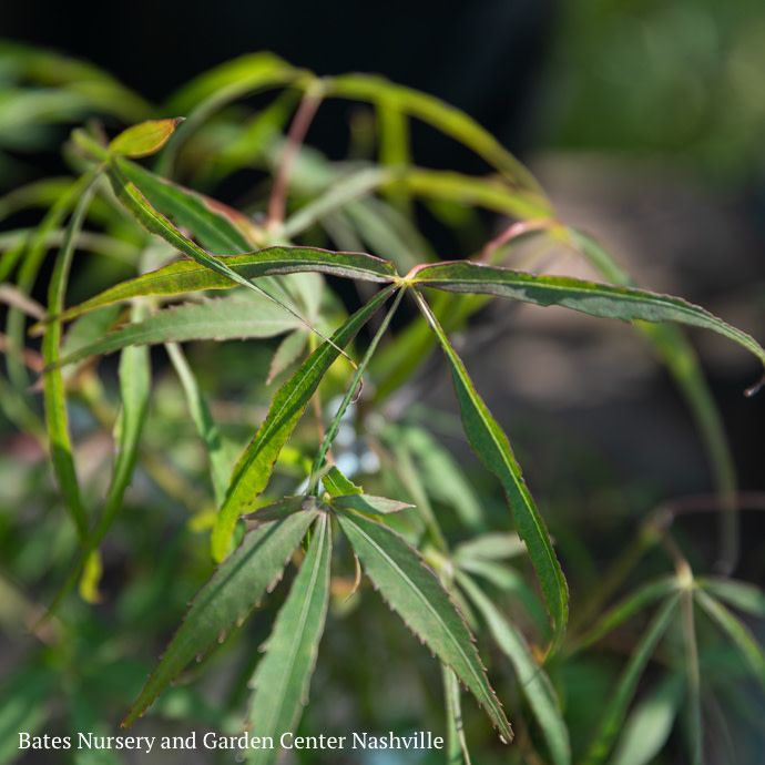 #6 Acer pal Koto-no-ito/ Dwarf Green Harp String Threadleaf Japanese Maple