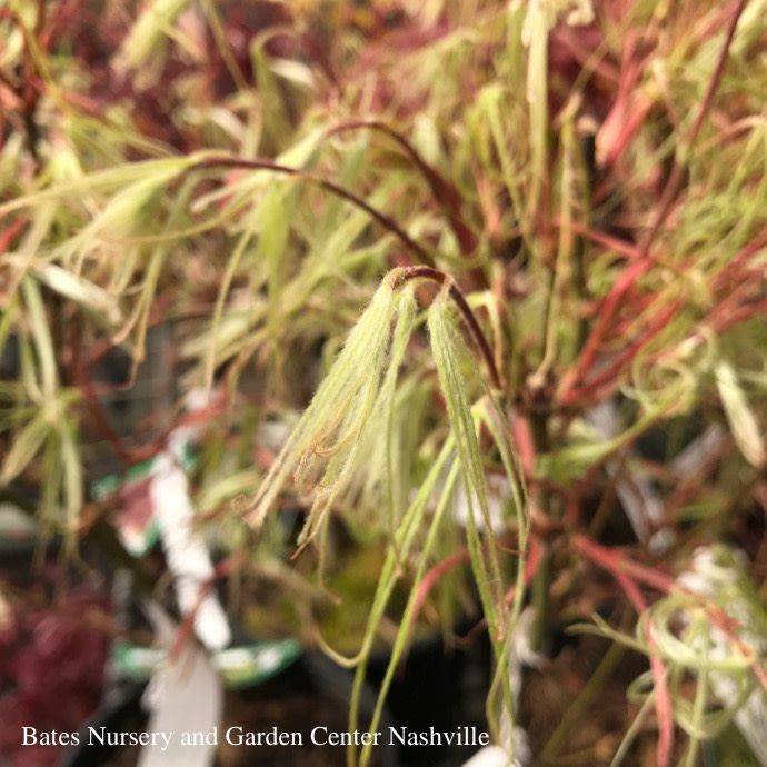 #6 Acer pal Koto-no-ito/ Dwarf Green Harp String Threadleaf Japanese Maple