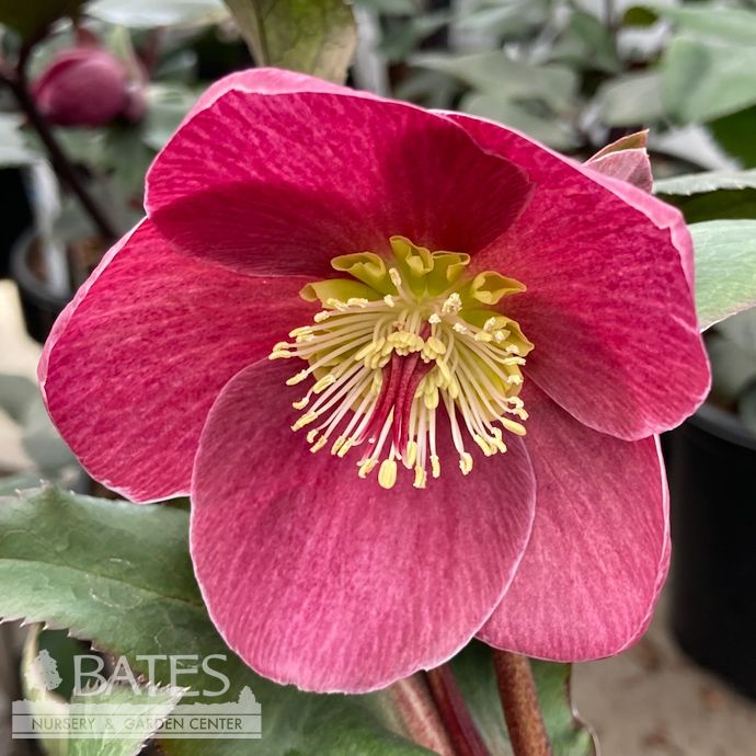 #1 Helleborus x gland Ice N' Roses 'Barolo'/ Red Lenten Rose