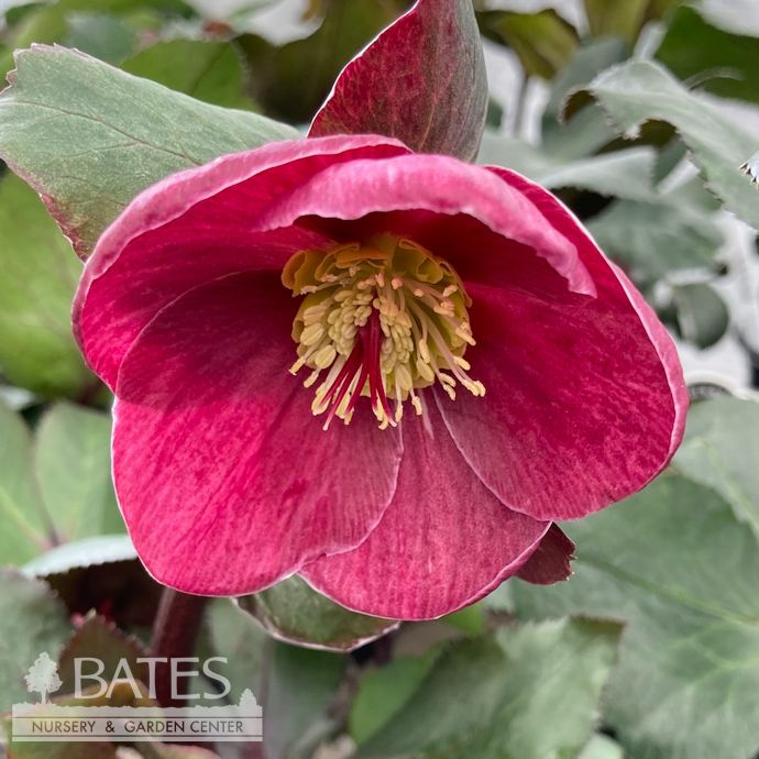 #1 Helleborus x gland Ice N' Roses 'Barolo'/ Red Lenten Rose