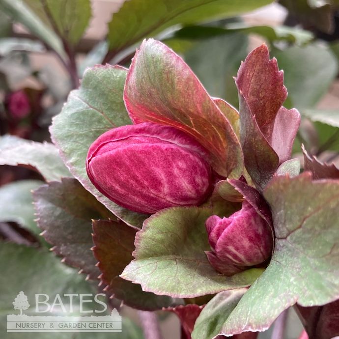 #1 Helleborus x gland Ice N' Roses 'Barolo'/ Red Lenten Rose
