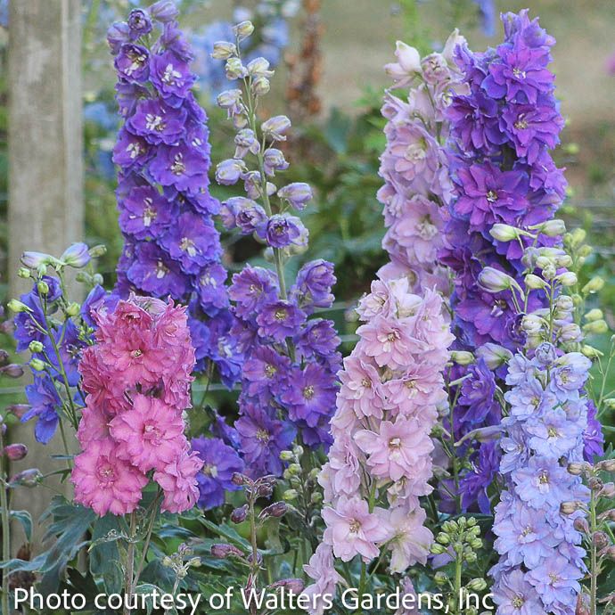 #1 Delphinium New Zealand 'Mini Stars'/ Mixed Pink Purple Blue