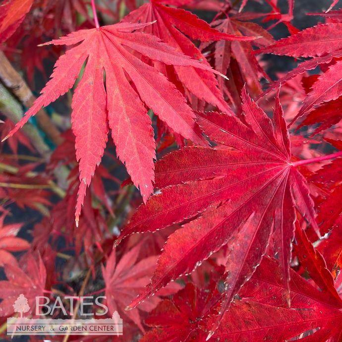 #6 Acer pal Sherwood Flame/ Red Upright Japanese Maple