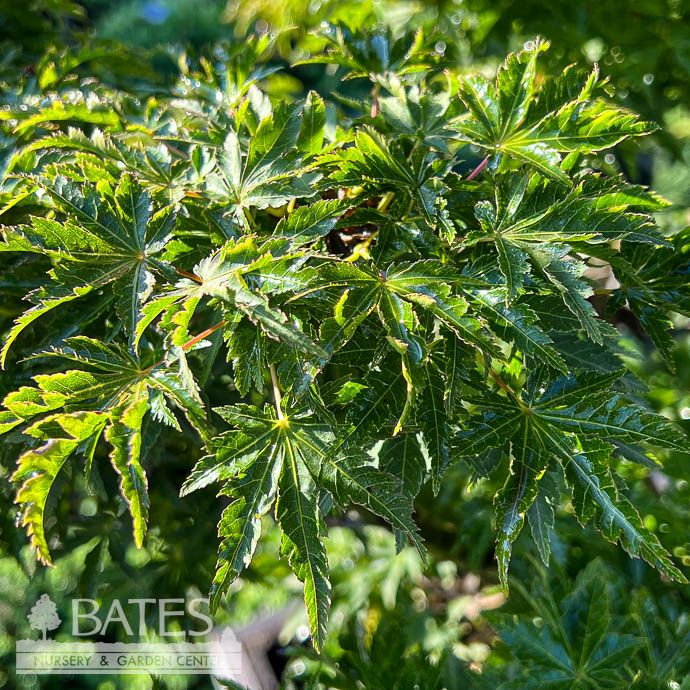 #15 BOX Acer pal Ojishi/ Upright Green Male Lion’s Head Japanese Maple