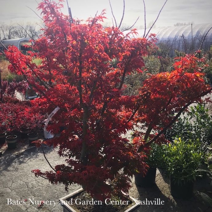 #15 Acer pal Ojishi/ Upright Green Male Lion’s Head Japanese Maple