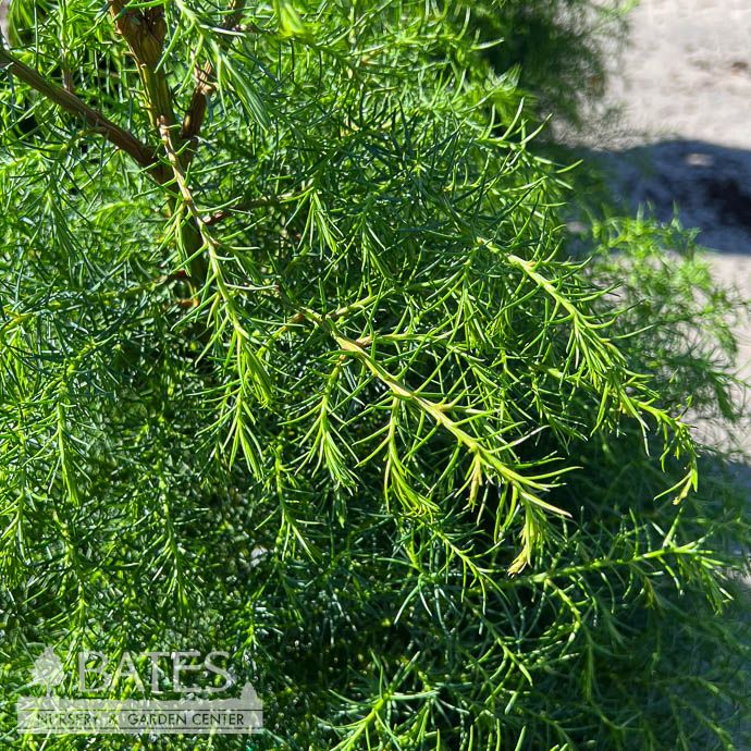 #6 Cryptomeria japonica Elegans Aurea/ Japanese False Cedar