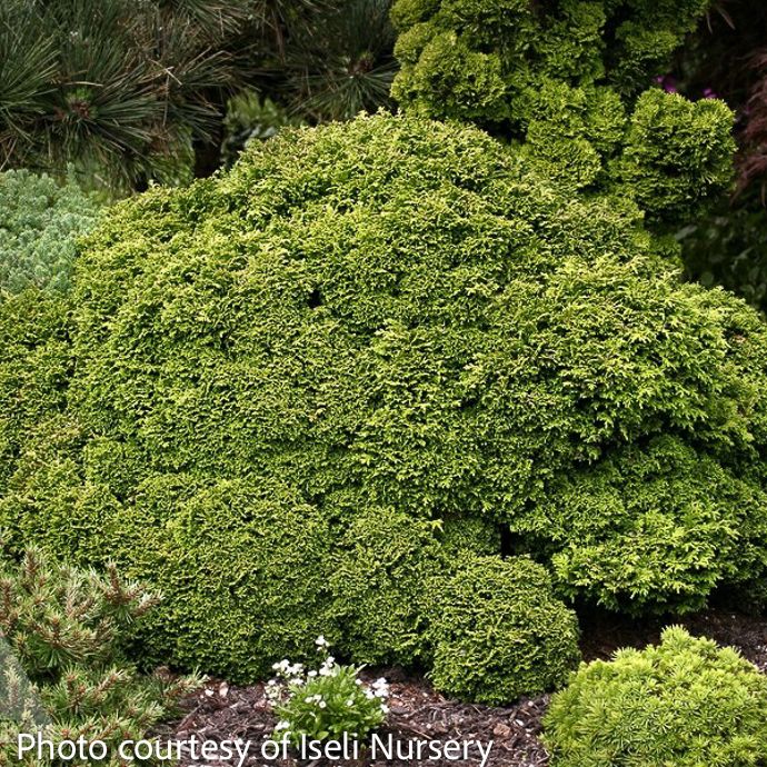 #1 Chamaecyparis pis Tsukumo/ Sawara Falsecypress - No Warranty