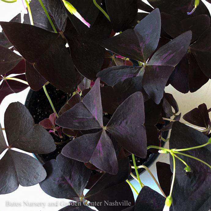 4p! Oxalis Shamrock Purple w/Lavender Blooms /Tropical