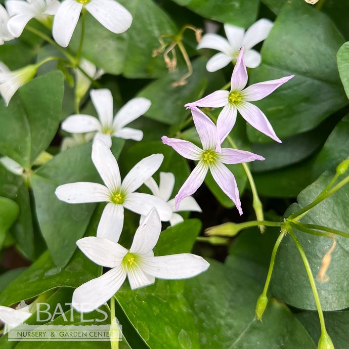 4p! Oxalis Shamrock Green w/Lavender Blooms /Tropical