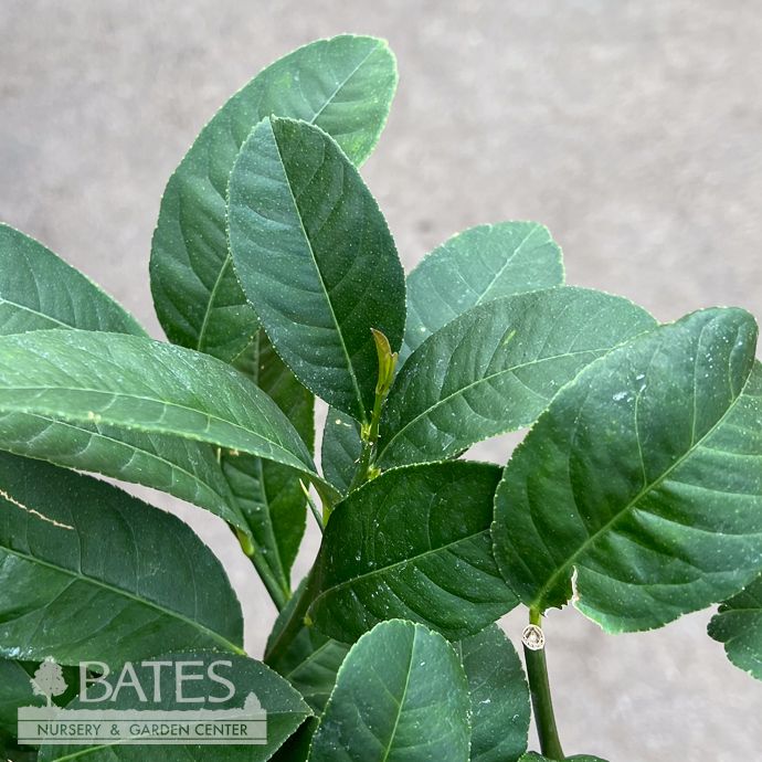 Edible 5p! Citrus Buddha's Hand BUSH Premium /Tropical - No Warranty