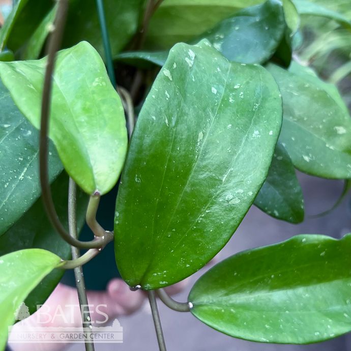 6hb! Hoya Rigida Hanging Basket /Tropical