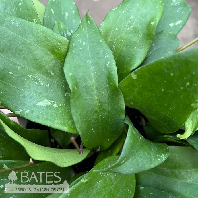 6hb! Hoya Rigida Hanging Basket /Tropical