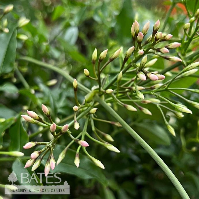 8hb! Jasminum polyanthum /Pink Jasmine Hanging Basket /Tropical