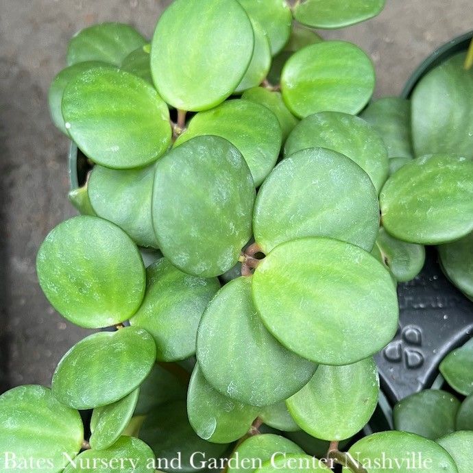 6p! Peperomia Hope /Tropical