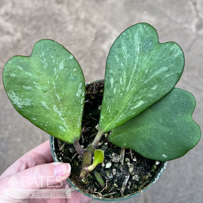 4p! Hoya Kerrii Heart-shape /Tropical