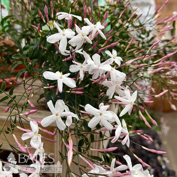6hb! Jasminum polyanthum /Pink Jasmine Hanging Basket /Tropical