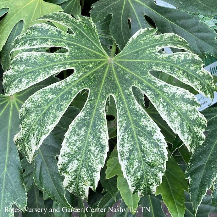 10p! Fatsia japonica Spider's Web / Variegated Japanese Aralia /Tropical