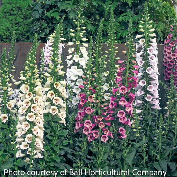 #1 Digitalis pur Camelot Mix/ Foxglove