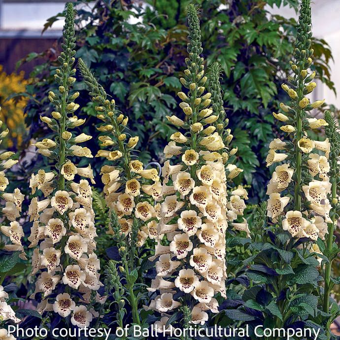 #1 Digitalis pur Camelot Cream/ Foxglove