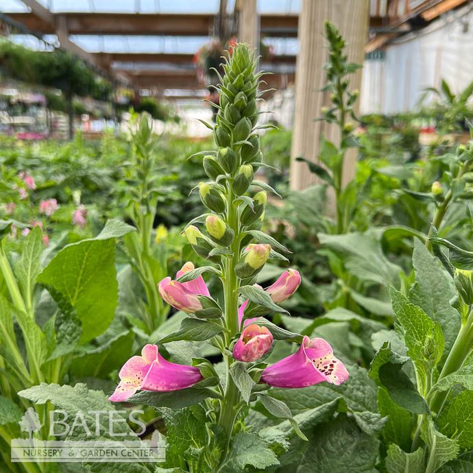 #1 Digitalis pur Camelot Rose/ Pink Foxglove