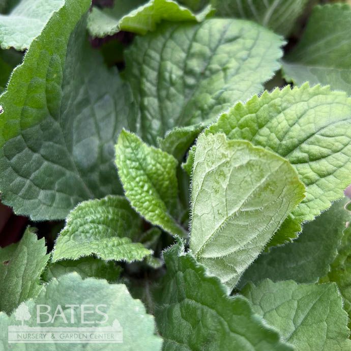 #1 Digitalis x mertonensis/ Pink Strawberry Foxglove